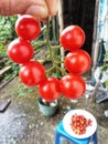 Seven red cherry tomatoes holding a hand Royalty Free Stock Photo