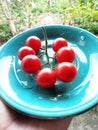 Seven red cherry tomatoes on a small plate Royalty Free Stock Photo
