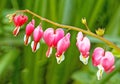 seven red bleeding heart garden flowers blooming in Spring Royalty Free Stock Photo