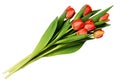 Seven red tulip flowers bouquet Royalty Free Stock Photo