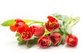 Fresh red tulips isolated on white