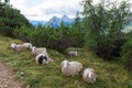 Sheep siesta, Alps, Slovenia