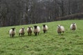 Seven sheep standing in a field of grass