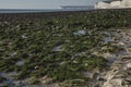 Seven Sisters and Beachy Head cliffs, England, the UK - seaweed. Royalty Free Stock Photo