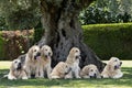 Seven Spanish Mastiffs puppies lying on the grass Royalty Free Stock Photo
