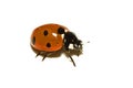 Seven spot ladybird Royalty Free Stock Photo