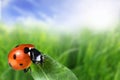 Seven-spot ladybird