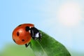 Seven-spot ladybird Royalty Free Stock Photo