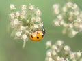 Seven-spot ladybird aka ladybug, Coccinella septempunctata macro on beautiful background. UK. Royalty Free Stock Photo