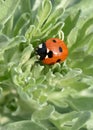 A Seven Spot Ladybird beetle rests on the leaves of a Wormwood plant Royalty Free Stock Photo