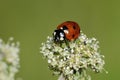 Seven-spot ladybird, coccinella septempunctata Royalty Free Stock Photo