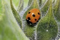 Seven-spot ladybird, coccinella septempunctata Royalty Free Stock Photo