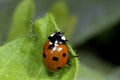 Seven-spot ladybird, coccinella septempunctata Royalty Free Stock Photo