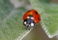 Seven-spot ladybird, Coccinella septempunctata Royalty Free Stock Photo