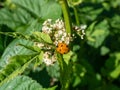 Seven-spot ladybird (Coccinella septempunctata) on a green leaf. Elytra are red, punctuated with three black spots Royalty Free Stock Photo