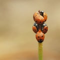 Seven-spot ladybird Coccinella septempunctata Royalty Free Stock Photo