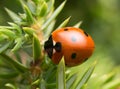 Seven-spot ladybird, Coccinella septempunctata on juniper Royalty Free Stock Photo