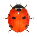 Seven-spot ladybird, Coccinella septempunctata Royalty Free Stock Photo