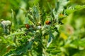 The seven-spot ladybird Coccinella septempunctata ladybug eating aphids