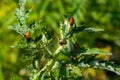 The seven-spot ladybird Coccinella septempunctata ladybug eating aphids