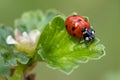 Seven-spot ladybird Coccinella septempunctata Royalty Free Stock Photo