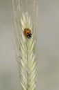 Seven-spot ladybird, Coccinella septempunctata Royalty Free Stock Photo