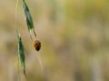 The seven-spot ladybird Coccinella septempunctata Royalty Free Stock Photo