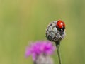 Seven-spot ladybird coccinella septempunctata sitting on greater knapweed plant Royalty Free Stock Photo