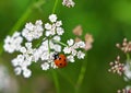 Seven - Spot Ladybird on Cow Parsley Flower. Royalty Free Stock Photo