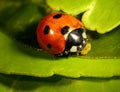 Seven-spot ladybird eating aphids Royalty Free Stock Photo