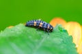 seven-spot ladybird larva