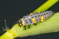 Seven-spot ladybird larva / Coccinella septempunct Royalty Free Stock Photo