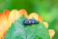 seven-spot ladybird larva Royalty Free Stock Photo