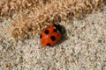 Seven-spot ladybird on sand. Coccinella septempunctata, the seven-spot ladybug, is the most common ladybird in Europe Royalty Free Stock Photo