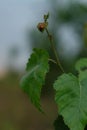 The seven-spot ladybird / seven-spotted ladybug (Coccinella septempunctata) on a young green birch leaf Royalty Free Stock Photo