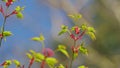 Seven spot ladybird. Spring Is Coming. Acer Leaves In The Sunlight. Before Opening Young Green Maple Leaves. Still. Royalty Free Stock Photo