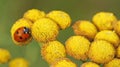 Seven-spot ladybird and tansy