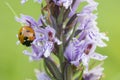 Seven-spot ladybird on wild purple common European orchid