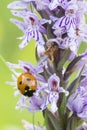 Seven-spot ladybird on wild purple common European orchid