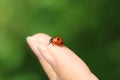 Seven-spot ladybird on woman finger preparing to fly. Coccinella septempunctata, seven-spot ladybug, most common ladybug Royalty Free Stock Photo