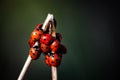 Seven spot ladybirds Royalty Free Stock Photo