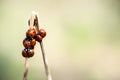 Seven spot ladybirds Royalty Free Stock Photo