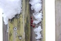 Seven spot ladybirds hibernating on gate post