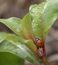 Seven Spot Ladybug Beetle Between Wet Leaves