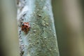 A seven-spot ladybug and a group of locusts on bamboo
