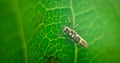 Seven-spot ladybug larva on the backside of a mango leaf close-up macro shot Royalty Free Stock Photo