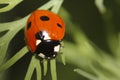 Seven-spotted ladybug Royalty Free Stock Photo