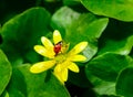 Seven-spotted ladybug beetle on a yellow flower (Ficaria verna)