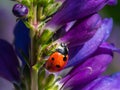 Seven-Spotted Ladybug Royalty Free Stock Photo