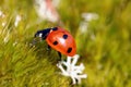 Seven Spotted Ladybug (Coccinella septempunctata) Royalty Free Stock Photo